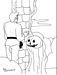 Pumpkinvb2.jpg
